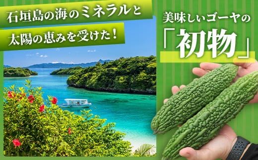 【予約受付】「最優秀賞」受賞の農家！希少品！贈答用「初物ゴーヤ」《2025年12月上旬～2026年2月中旬頃まで順次発送》【 ふるさと納税 沖縄県石垣市 沖縄 石垣 石垣島 希少 贈答 初物 ゴーヤ 離島のいいもの 沖縄いいもの石垣島 】OI-1