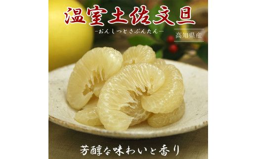 【先行予約】特選温室土佐文旦 贈答用 約3kg 中玉6個もしくは大玉5個入り〈2026年12月上旬～12月下旬頃〉 / 高糖度 温室 ハウス文旦 特選秀品ご贈答用中箱 柑橘 みかん フルーツ ぶんたん 高知県 土佐市【白木果樹園】 [BQAI035]