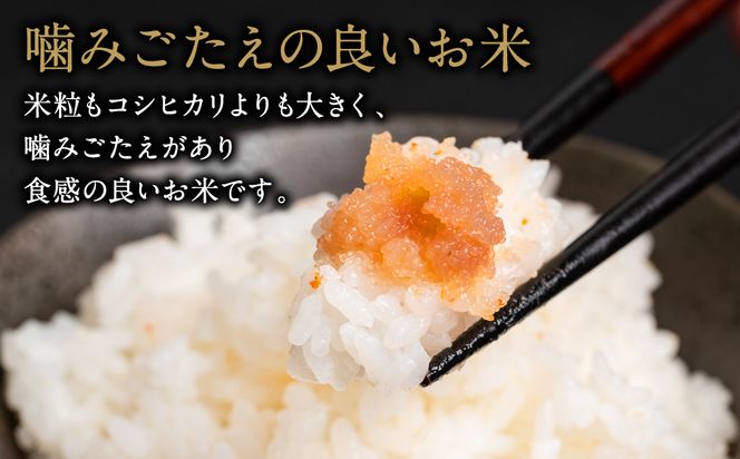 【先行予約】 【定期便6回】 《令和8年産》 菜の花畑のお米 「特別栽培米」合計30kg （5kg×6回） にこまる 米 お米 精米 国産 白米 ごはん 熊本県 八代市 【2026年12月上旬より順次発送】