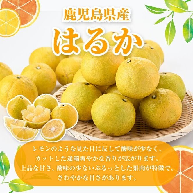 ＜先行予約受付中！2026年2月以降順次発送予定＞訳ありはるか(約10kg) 国産 鹿児島県産 果物 フルーツ 柑橘 みかん はるか【松永青果】akn053-45