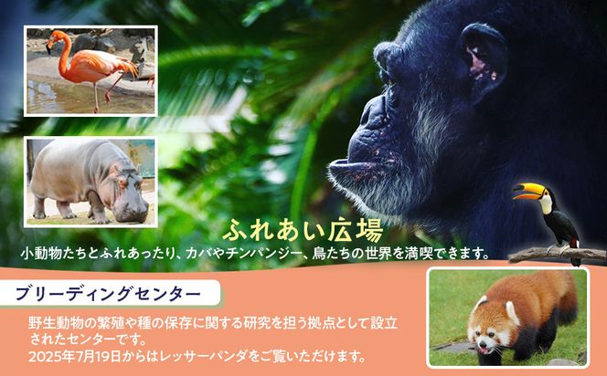 白浜町ふるさと納税 アドベンチャーワールド入園引換券 大人 （18歳上） ペアチケット 304018_DU003