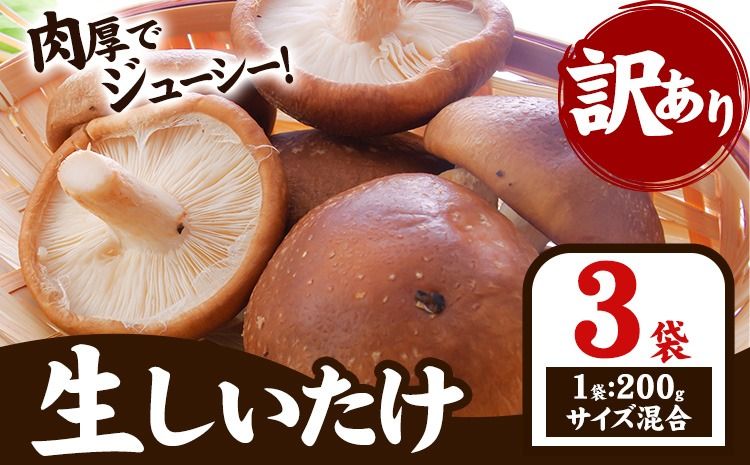 「訳あり」生しいたけ 200g×3袋(サイズ混合) [配送不可地域あり] 離島配送不可 [30日以内に出荷予定(土日祝除く)] ---sanagouchi_izs_15_3p---
