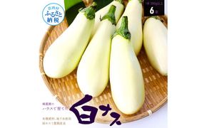 【CF-R7hbk】KYN003　先行予約 白ナス6本 - なす 茄子 1本180g以上 野菜 新鮮 美味しい グラタン シチュー ラタトゥイユ 洋食 和食 料理 お取り寄せ ふるさとのうぜい 故郷納税 6000円 返礼品 高知県 高知