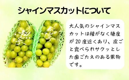 【先行予約丨2026年9月上旬より順次発送】シャインマスカット【約1kg (2房)】(At-006)丨長野県 飯山市 おすすめ ランキング おいしい 高評価 大人気 先取り 産地直送 シャインマスカット 甘い 糖度