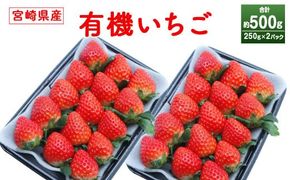＜宮崎県産 有機いちご250g×2パック＞※入金確認後、2026年1月下旬～3月上旬までに順次出荷