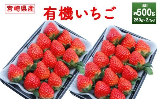 ＜宮崎県産 有機いちご250g×2パック＞※入金確認後、2026年1月下旬～3月上旬までに順次出荷