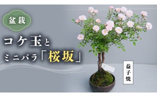 コケ玉ミニバラ盆栽「桜坂」 ギフト 花[BN006ci]