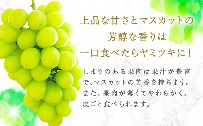 【2026年先行予約】紀州和歌山産 シャインマスカット 約 1kg 魚鶴商店《8月下旬-9月上旬出荷》マスカット 和歌山県 日高川町 贈り物 ギフト ぶどう シャインマスカット---wshg_cuot67_8g9j_24_18000_1kg---