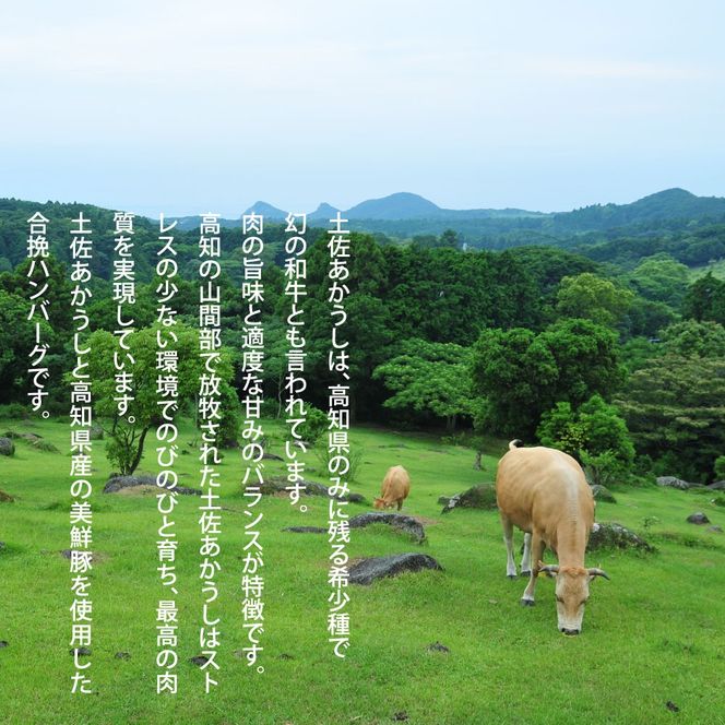 幻のあかうし和牛ハンバーグ 32個入り 1個130g 特製デミソース トマトソース付き 田野屋青蜂 白鯆 完全天日塩練り込み 肉 お肉 国産牛 おかず おいしい お取り寄せ 冷凍 配送 高知県 田野町