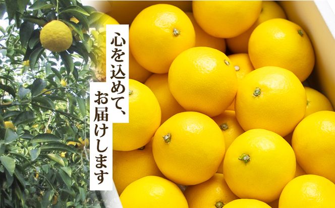小夏 【2027年3月より順次配送】小夏(日向夏) 高知県 5kg 甘酸っぱさがギュッと詰まった ku-0049