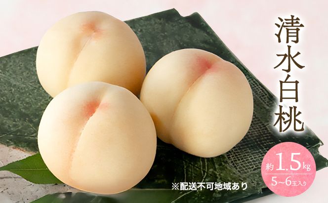 桃 2026年 先行予約 清水 白桃 1.5kg 5～6玉 もも モモ 岡山 国産 フルーツ 果物 ギフト 桃茂実苑