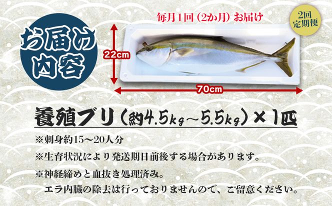 ブリ 鰤 1匹(4.5kg～5.5kg) 2回 定期便 海鮮 【先行申込】 - 勝ブリ 期間限定 魚 ぶり 鰤 寒ブリ 海鮮 鮮魚 魚介類 海の幸 ギフト お刺身 煮物  Wny-0015