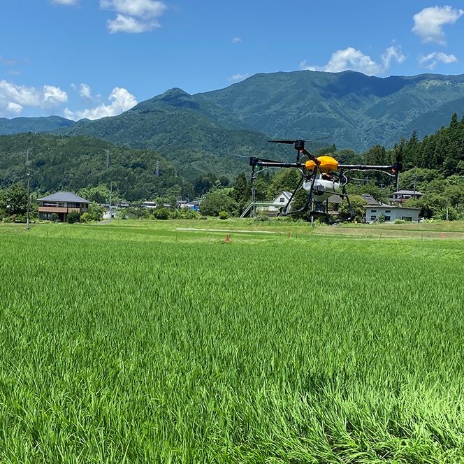 【6回定期便】岐阜県産 棚田米 1等米コシヒカリ はちたか米 精米5kg F4N-2580