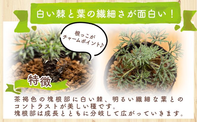 塊根植物 ヒストリクス ペラルゴニウム - 植物 インテリア ナチュラル 自然 グリーン 観葉植物 おしゃれ 癒し かわいい 多肉植物 塊根植物 サキュレントフィールド Succulent field 高知県 香南市 常温 cc-0018