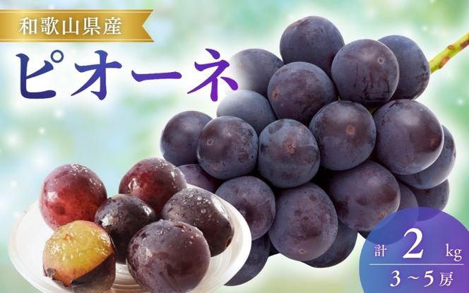 【先行予約】ピオーネ和歌山県産3～5房/箱（計2kg） / ぶどう 葡萄 ブドウ 産地直送 農家直送 フルーツ 果物【mat105B】