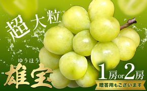 ぶどう 雄宝 1房 2房 贈答用もあり 大粒 種なし 皮ごと フルーツ 果物 ギフト 国産 季節限定 茨城県 結城市 《8月下旬-9月下旬頃出荷予定》 會澤ぶどう・キウイフルーツ園 【配送不可地域あり】(離島)---yuki_aizw_17_1p---