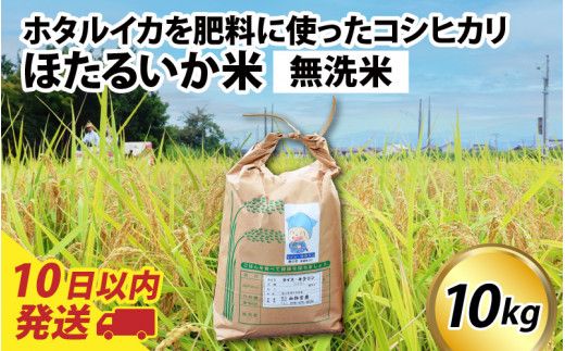 【訳あり】ほたるいか米（無洗米10kg）【通年発送】