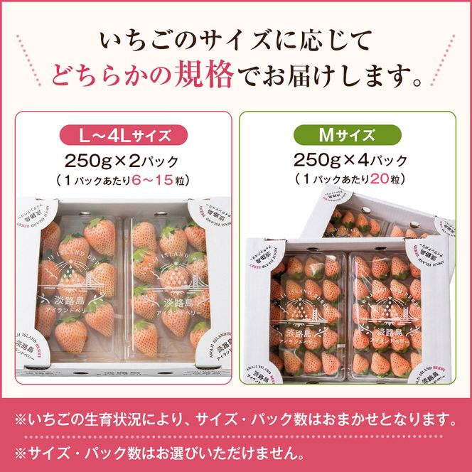淡路島アイランドベリー 白苺淡雪 2～4パック入【2027年2月発送予約受付・お届け日指定不可】　苺