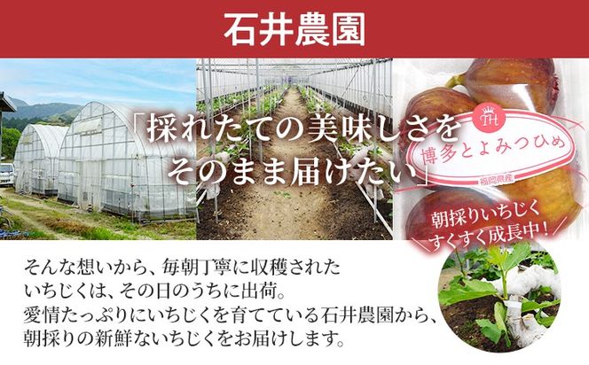 いちじく 博多とよみつひめ 300g×4パック いちじく イチジク 無花果 計1.2kg 福岡限定 フルーツ 果物 とよみつひめ 九州 福岡 ジューシー 糖度が高い スムージー フレッシュ 福岡県産【2026年7月下旬以降順次発送予定】