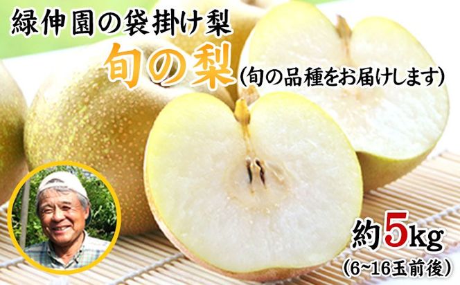 『緑伸園』の旬の梨 約5kg《8月中旬-9月下旬頃出荷》 旬の品種をお届け 6-16玉前後入り 【ふるさと納税】---gkt_rke_2_5kg---
