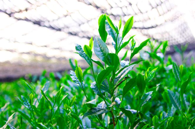 手摘み玉露と宇治煎茶のお詰合せ～宇治田原最高茶師～〈お茶 茶 煎茶 緑茶 茶葉 玉露 手摘み玉露 雁が音 茎茶 詰合せ 最高茶師 大臣賞 飲料 加工食品〉 