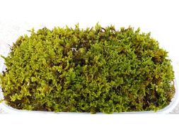 屋内外を簡単緑化、ハイゴケ生苔シート