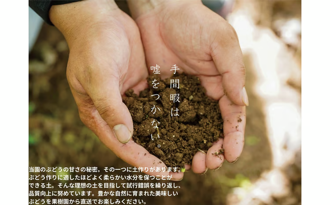 【2026年先行予約】岡山県産 【訳あり】 クイーンニーナ 1.1kg以上（2～3房）産地直送 朝採れ / ぶどう 葡萄 先行予約 フルーツ 真庭市【kgftmt018-02】