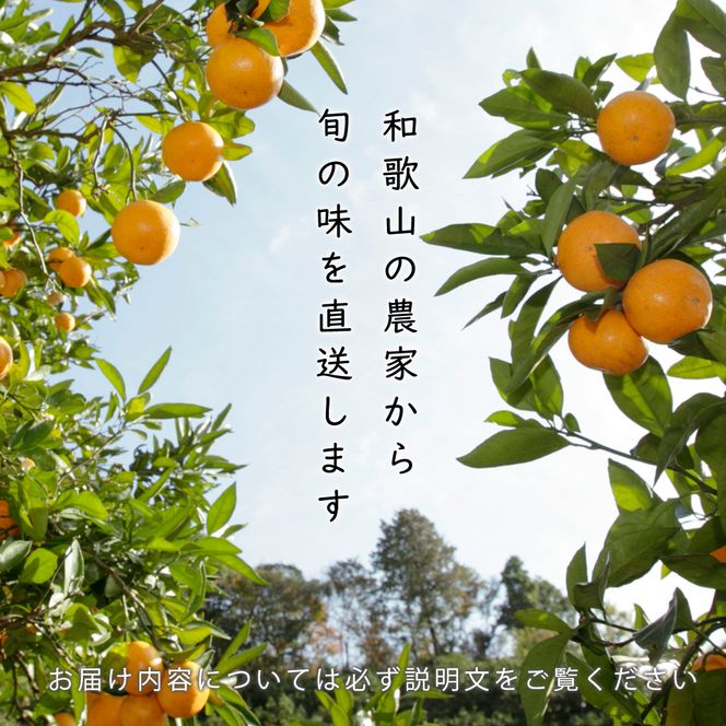 季節の柑橘定期便A【偶数月・全4回】【和歌山県有田】_ZH7020