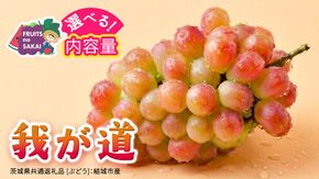 ＼選べる内容量／ 我が道 約1.3kg ～ 5kg  (約2～12房)【2026年8月より発送開始】（茨城県共通返礼品 [ぶどう]：結城市産） ぶどう ブドウ 葡萄 我が道 黒ぶどう 皮ごと 高級 国産 ふるさと納税