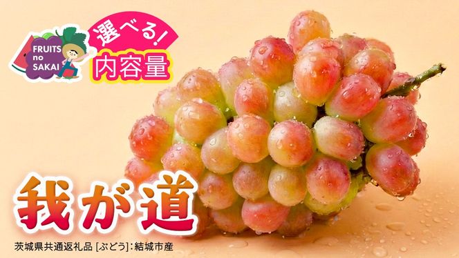 ＼選べる内容量／ 我が道 約1.3kg ～ 5kg  (約2～12房)【2026年8月より発送開始】（茨城県共通返礼品 [ぶどう]：結城市産） ぶどう ブドウ 葡萄 我が道 黒ぶどう 皮ごと 高級 国産 ふるさと納税
