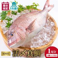 延岡産活〆鮮魚　職人技の脱血鮮魚　真鯛　N019-YZA476