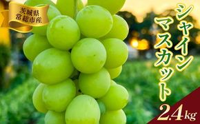 茨城県常総市産 シャインマスカット 約2.4kg｜ぶどう ブドウ 葡萄 果物 フルーツ 贈り物 ※2026年8月中旬～9月中旬頃に順次発送予定