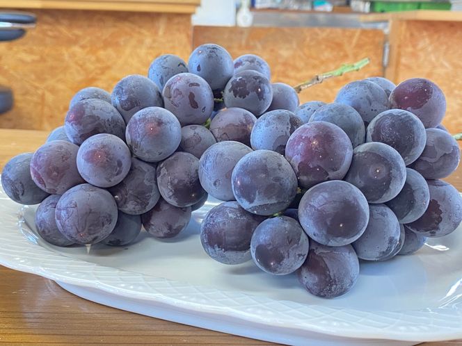 【先行予約丨2026年9月上旬より順次発送】種なし巨峰【約1kg(2房あたり)】(At-005)丨長野県 飯山市 おすすめ ランキング おいしい 高評価 大人気 先取り 産地直送 ぶどう 巨峰