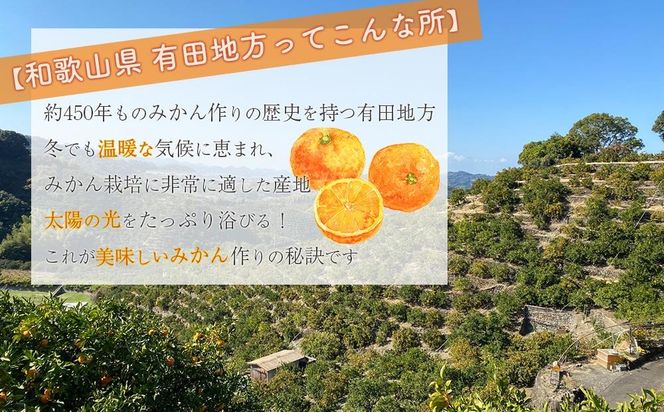 完熟 小粒 有田みかん 5kg 甘味凝縮 和歌山県産 産直45年 武内園 BA04 