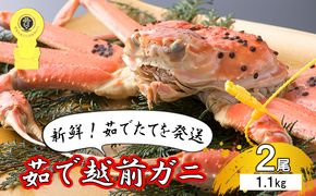茹で越前ガニ【期間限定】食通もうなる本場の味をぜひ、ご堪能ください。約1.1kg 2尾セット 越前がに 越前かに 越前カニ カニ ボイルガニ ずわい蟹 ずわいガニ ズワイガニ 蟹 
