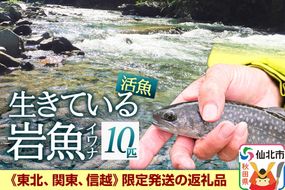 生きている岩魚（イワナ）10匹 酸素を入れて袋詰め【発送可能エリア：東北・関東・信越】長四郎|02_csr-010101