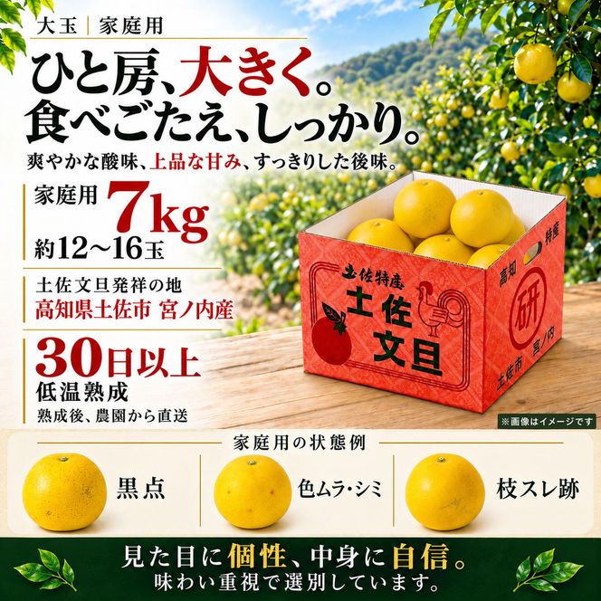 土佐文旦 大玉 7kg 家庭用 日本ギフト大賞受賞 文旦発祥の地 園主こだわり 3L～2L 高知県土佐市産 高知県産 国産 7キロ ぶんたん ブンタン 蜜柑 みかん 柑橘類 高級フルーツ 果物 産地直送 お取り寄せ ギフト 数量限定 期間限定 季節限定 先行予約 やの一果彩[BQAC007]