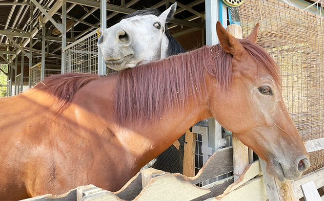 張子の馬 グラマー グレー バージョン 馬 うま 置物 インテリア 張子 張り子 干支 手造り オリジナル