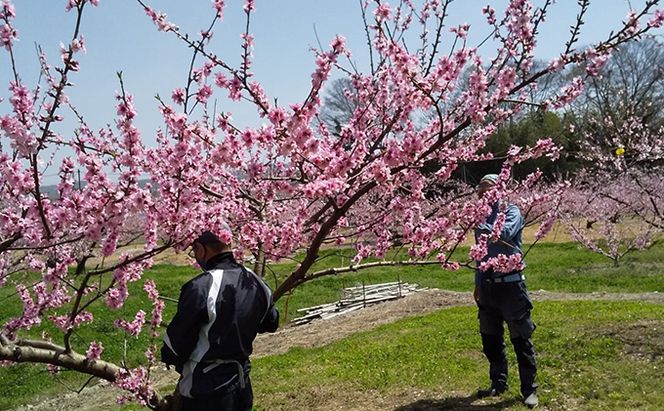 桃 2026年 先行予約 6月の旬な 白桃 をお届け！約1.5kg 5～7玉 もも モモ 岡山県 赤磐市産 国産 フルーツ 果物 ギフト あみかフルーツ 岡山の桃 旬のフルーツ 柔らかい ジューシー 産地直送 旬の桃 