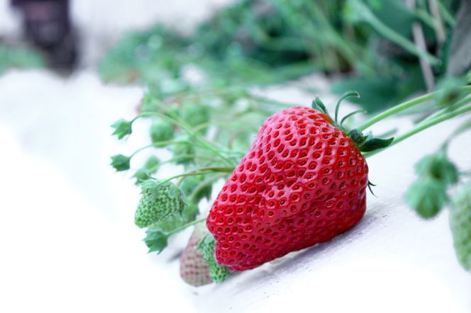 【完熟クラフト苺BERRY】有名シェフ御用達【樹上完熟紅ほっぺ】約500g（出荷2026年12月上旬～2027年5月下旬）【yuji0005】