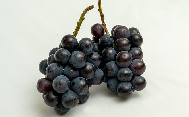 桃 ぶどう 2026年 先行予約 果物詰合せ 白桃 2玉（1玉200g以上） ニュー ピオーネ 2房（合計約940g）化粧箱入り 岡山県産 国産 フルーツ 果物 ギフト  贈り物 セット