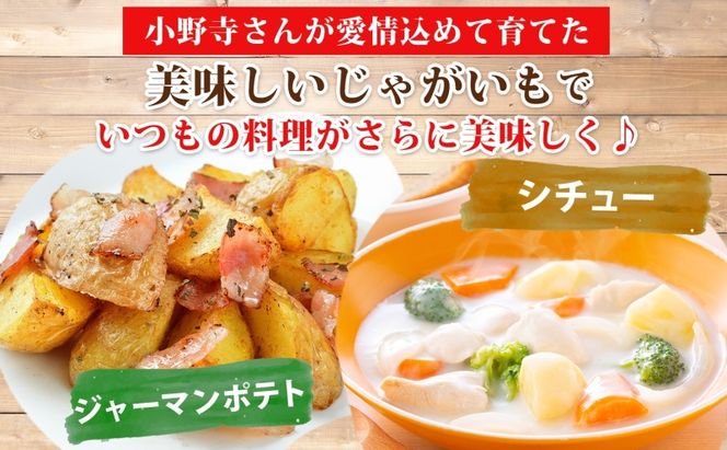 R8年産 先行受付 じゃがいも とうや 10kg 2026年9月下旬より順次出荷 ホクホク 甘い ポテトサラダ コロッケ 産地直送 お取り寄せ 国産 小野寺農園 北海道 洞爺湖町
