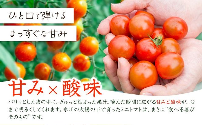 ミニトマト 約1kg 約2kg 約3kg 氷川アグリクラブ トマト 熊本《2月上旬-4月末頃出荷》熊本県 氷川町 野菜 熊本県産 サラダ プチトマト 国産---hkw_agrmt_af24_26_5000_1kg---