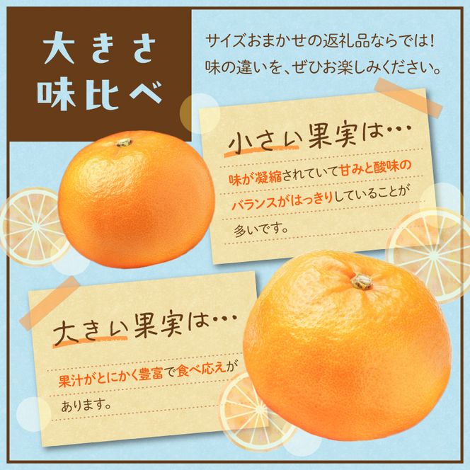 【2027年先行予約】せとか 秀品 約2.8kg 和歌山県有田産 春みかん 春柑橘 (果実サイズおまかせ)/紀伊国屋文左衛門本舗_V7411
