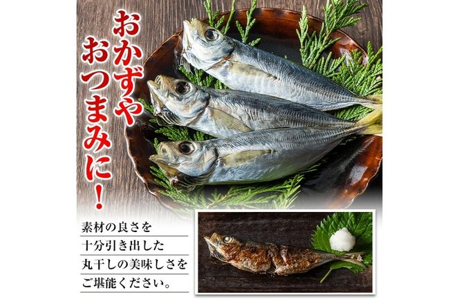 国産真あじ丸干し(計48尾・16尾×3箱：計2.5kg以上)干物 鯵 セット 魚 魚介類 簡単 調理 冷凍【E-21】【水永水産】