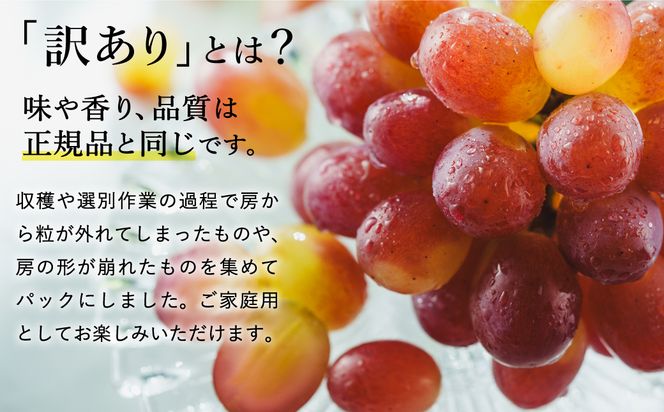 【2026年先行予約】数量限定 訳あり 豊岡ぶどう「紫苑」 約300g×2パック／ 紫苑  しえん ブドウ 葡萄 訳ありぶどう 大粒 強い甘み 爽やかな酸味 新鮮 果物 産地直送 くだもの フルーツ 上品 香り