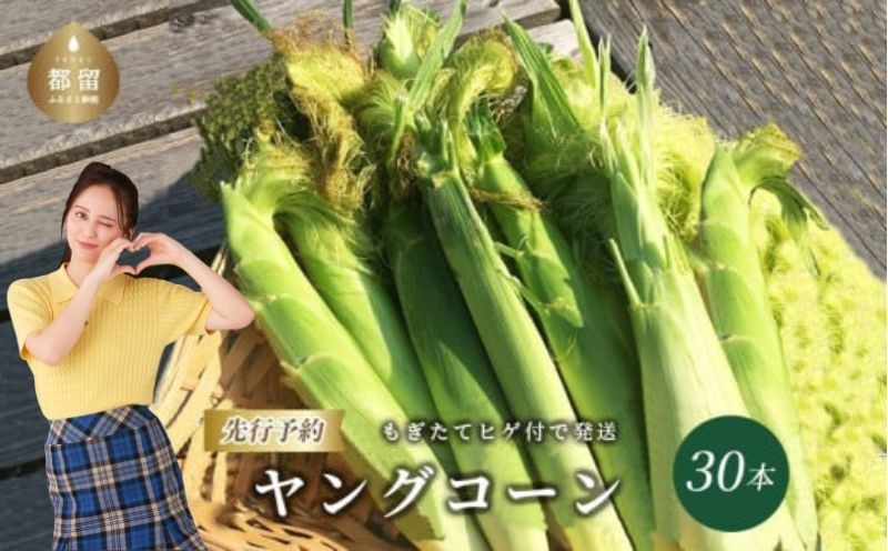 FC004[2025年 先行予約]もぎたて発送!山梨県産 ヤングコーン 30本[栄養たっぷりヒゲ付き!]