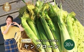 【ふるさと納税】【2026年先行予約】山梨県産 ヤングコーン 30本入｜朝採れ もぎたて発送 ヒゲ付き 甘い 国産 とうもろこし トウモロコシ 野菜 産地直送 送料無料【炭香ファーム】FC004