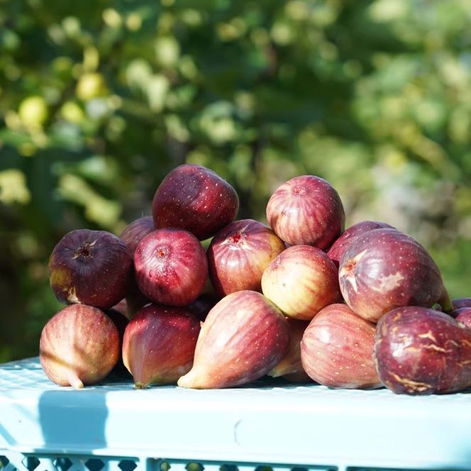 淡路島オリジナルシロップ詰め合わせ（いちじく・ジンジャー）