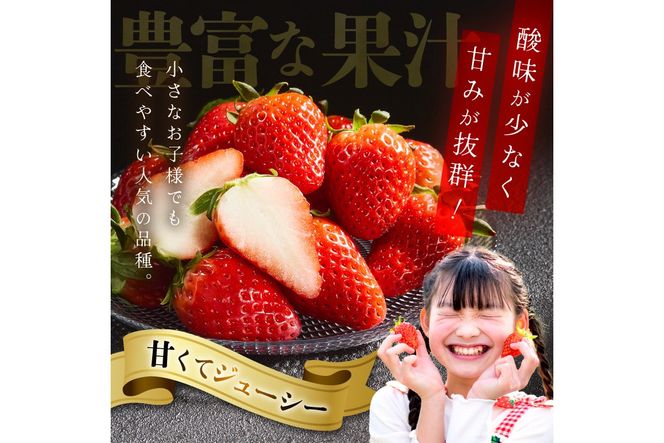 【京丹後産いちご章姫】農園直送便！新鮮大粒いちご 2パック ギフト箱入り／北畿水産 国産 大粒 あきひめ 甘い やわらかい ふるさと納税 いちご イチゴ 苺 先行予約 期間限定 くだもの 果物 先行申込 ストロベリー ギフト 送料無料　HK00159